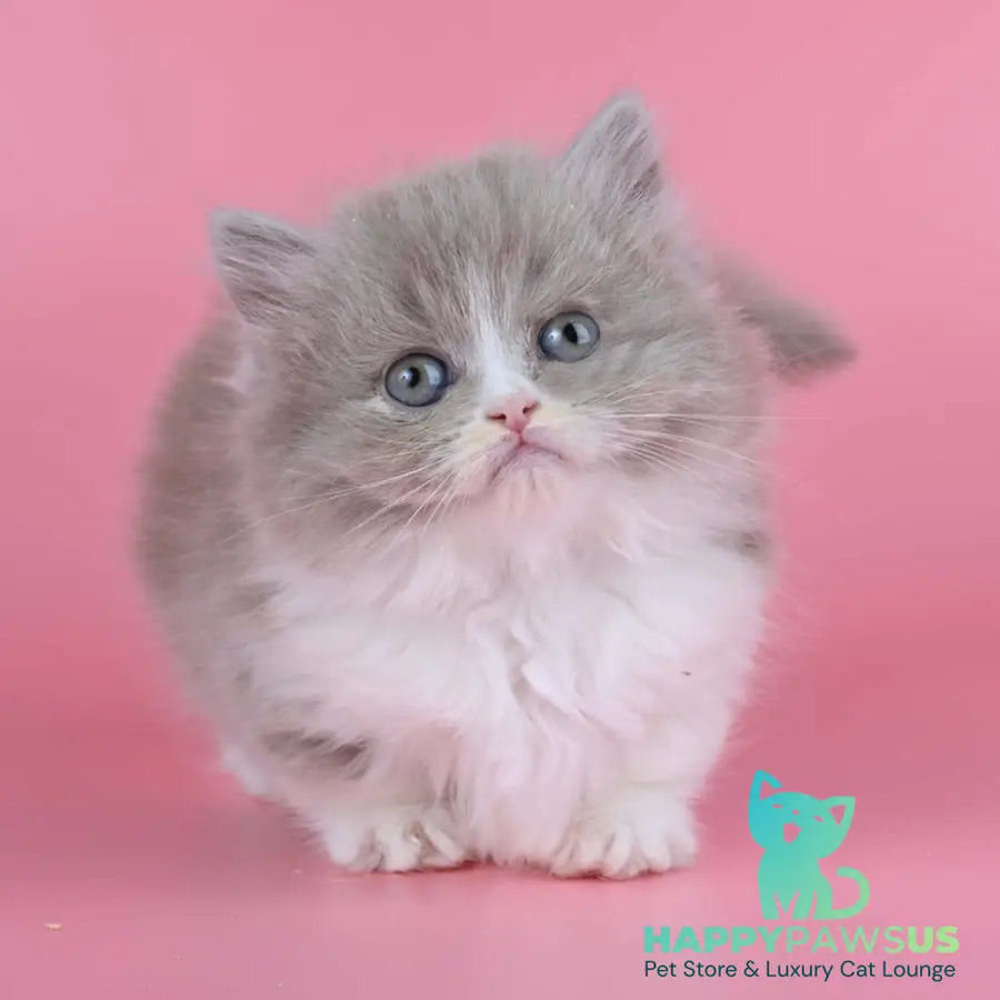 Iriska Munchkin female lilac tortie bicolour - live animals