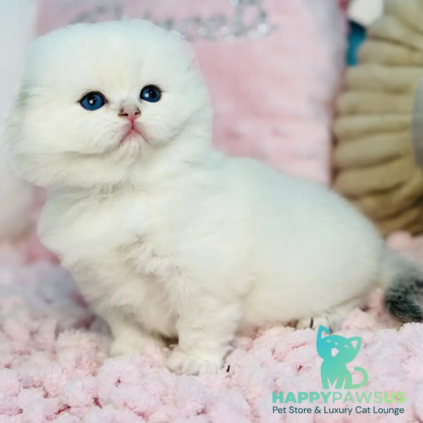 Iriska Scottish Fold female black silver shaded pointed - live animals