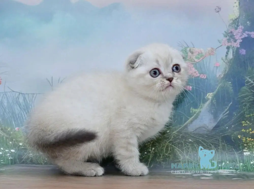 Iriska Scottish Fold female blue tabby pointed live animals
