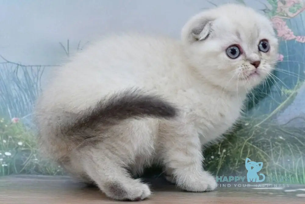 Iriska Scottish Fold female blue tabby pointed live animals