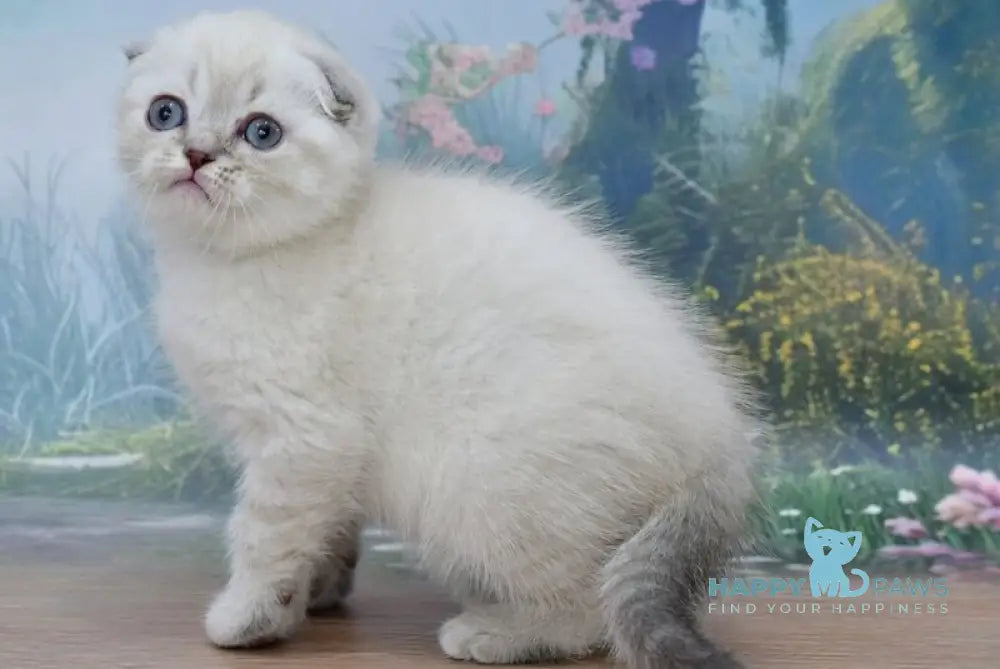 Iriska Scottish Fold female blue tabby pointed live animals