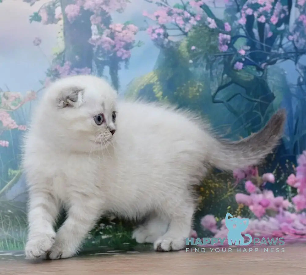 Iriska Scottish Fold female blue tabby pointed live animals