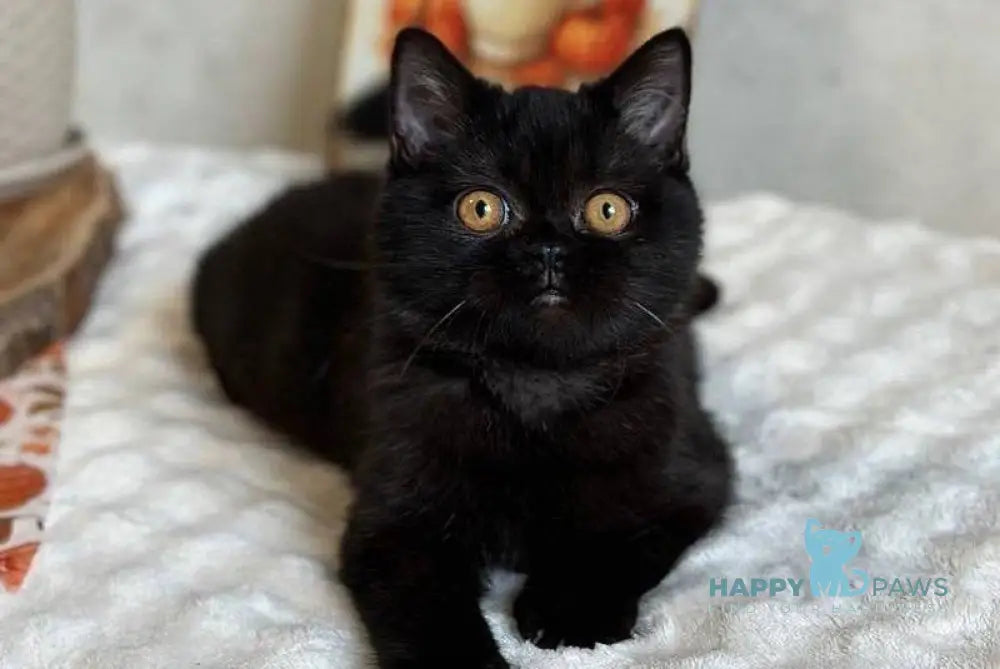 Iriska Scottish Straight female black live animals