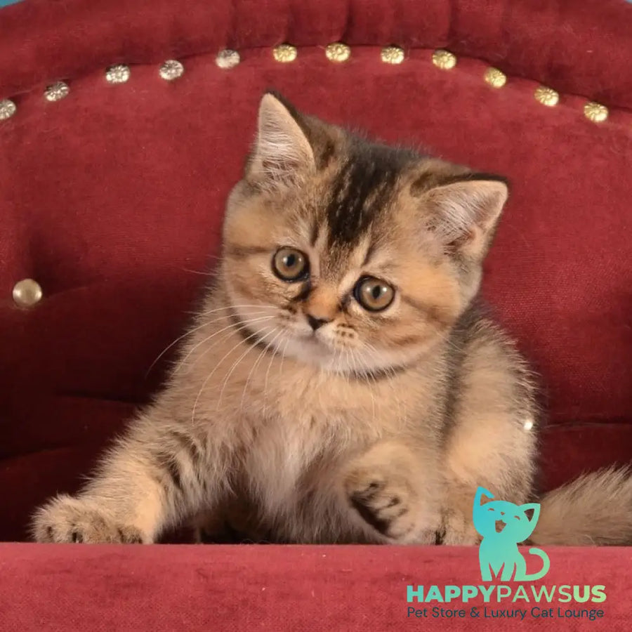 Iriska Scottish Straight female black ticked tabby - live animals