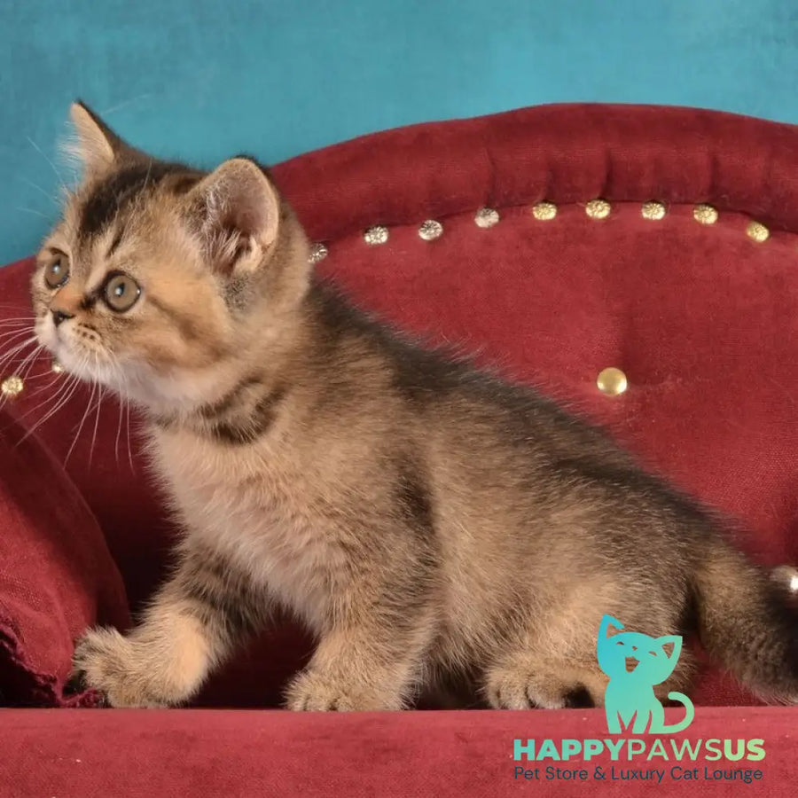 Iriska Scottish Straight female black ticked tabby - live animals