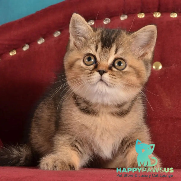 Iriska Scottish Straight female black ticked tabby - live animals