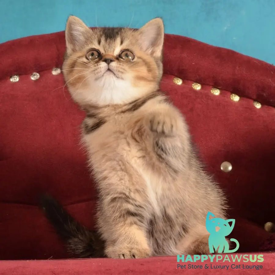 Iriska Scottish Straight female black ticked tabby - live animals