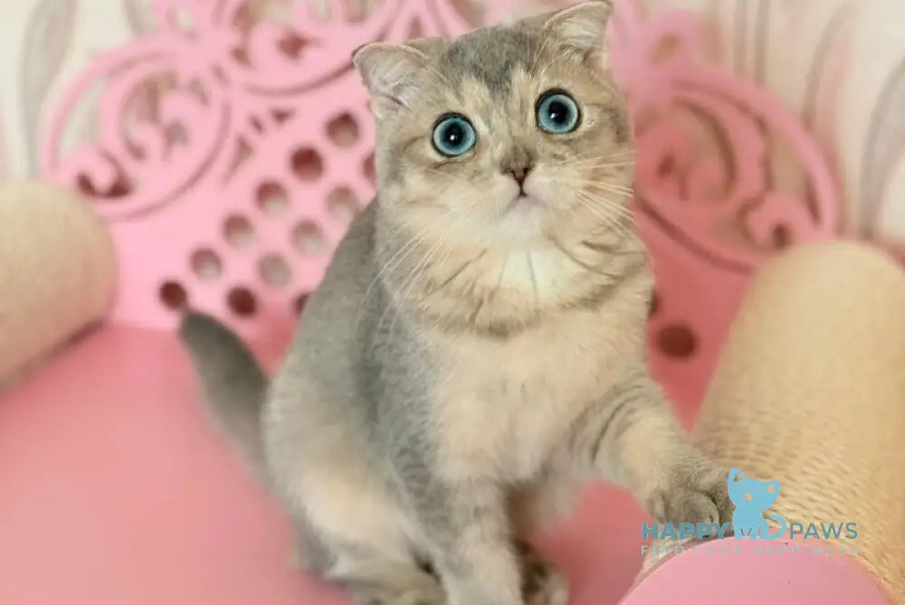 Iriska Scottish Straight female blue golden shaded live animals