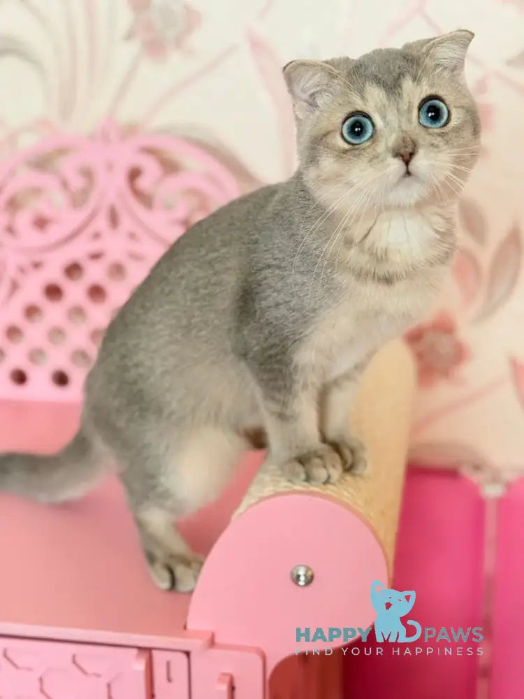 Iriska Scottish Straight female blue golden shaded live animals