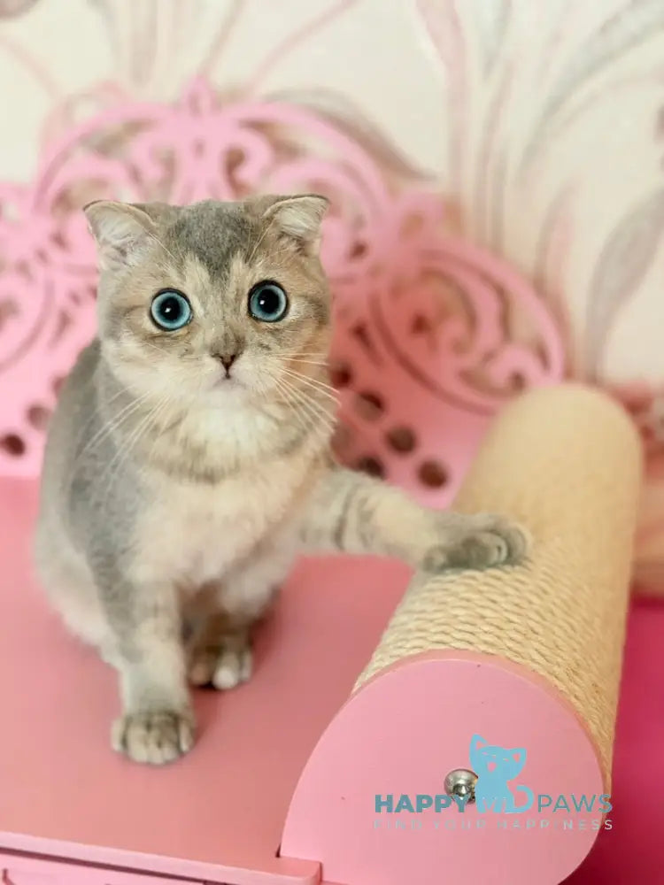 Iriska Scottish Straight female blue golden shaded live animals
