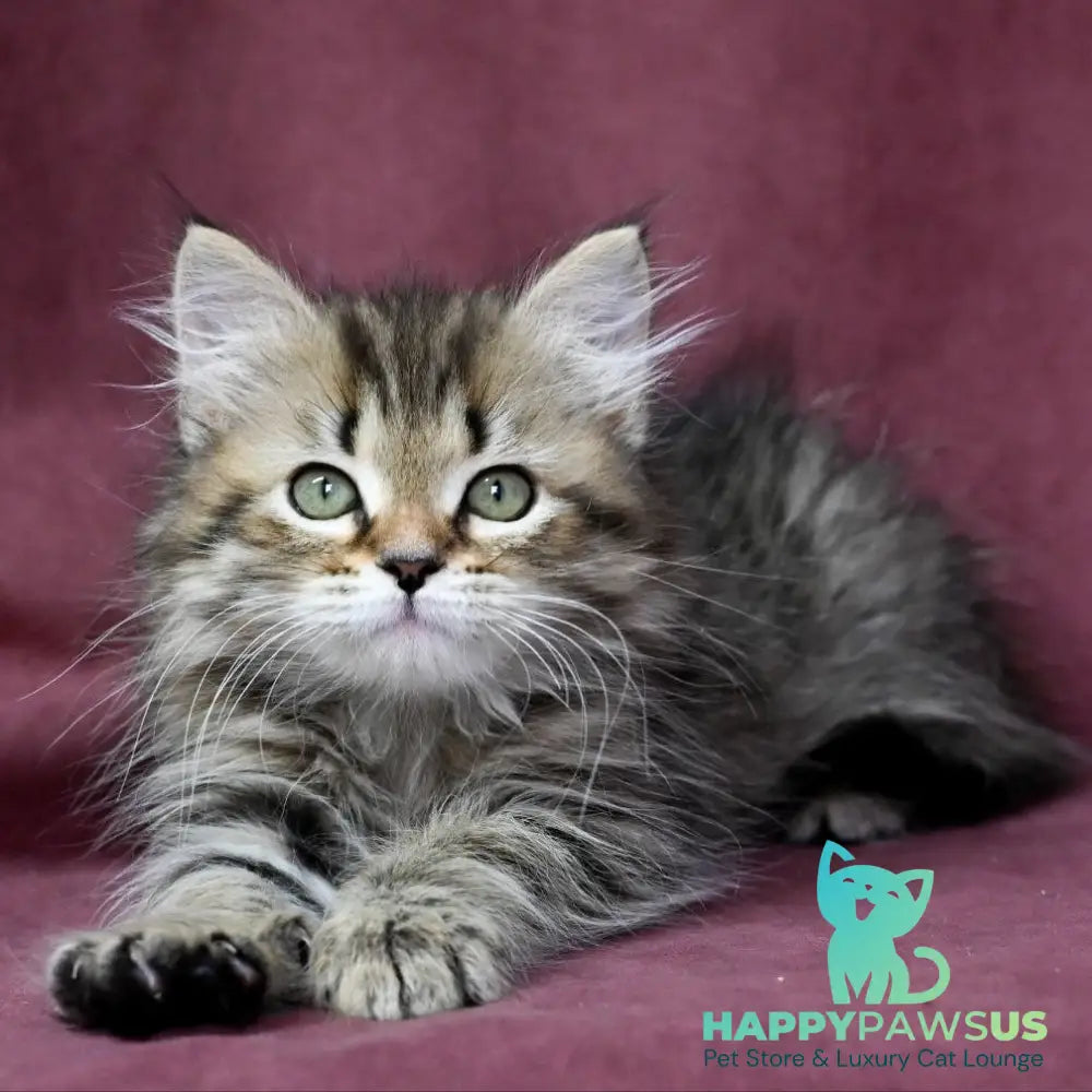 Iriska Siberian female black spotted tabby - live animals