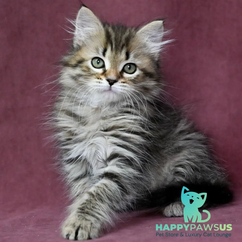 Iriska Siberian female black spotted tabby - live animals
