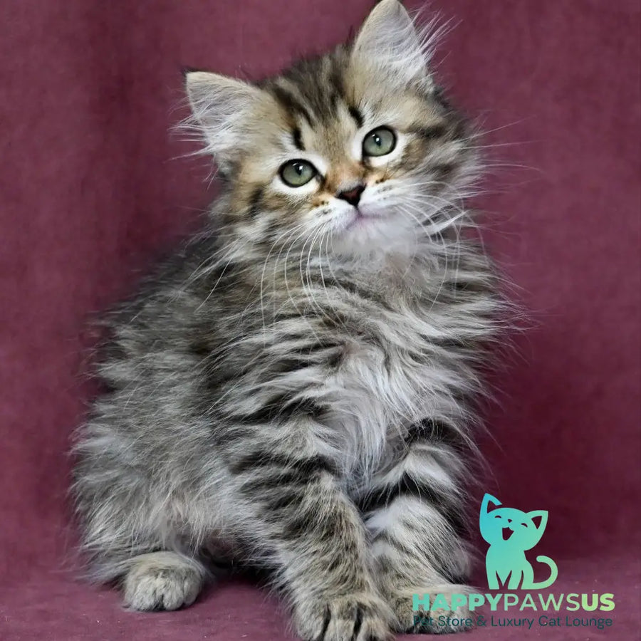 Iriska Siberian female black spotted tabby - live animals