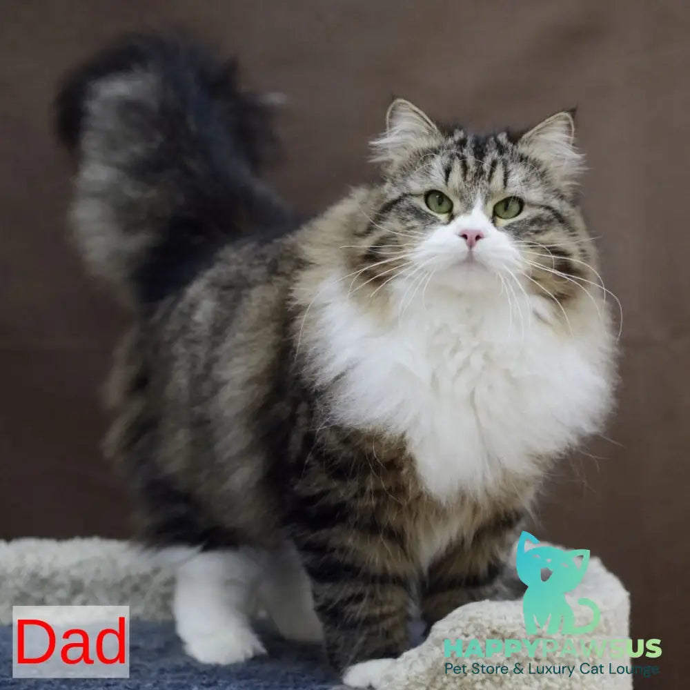 Iriska Siberian female black spotted tabby - live animals