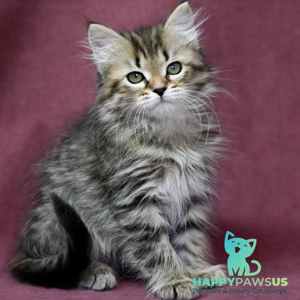 Iriska Siberian female black spotted tabby - live animals