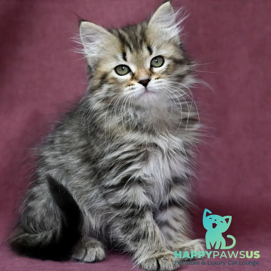 Iriska Siberian female black spotted tabby - live animals