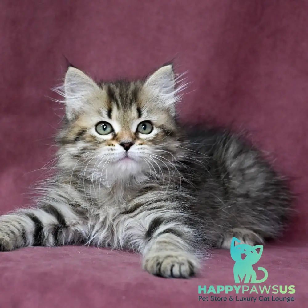 Iriska Siberian female black spotted tabby - live animals