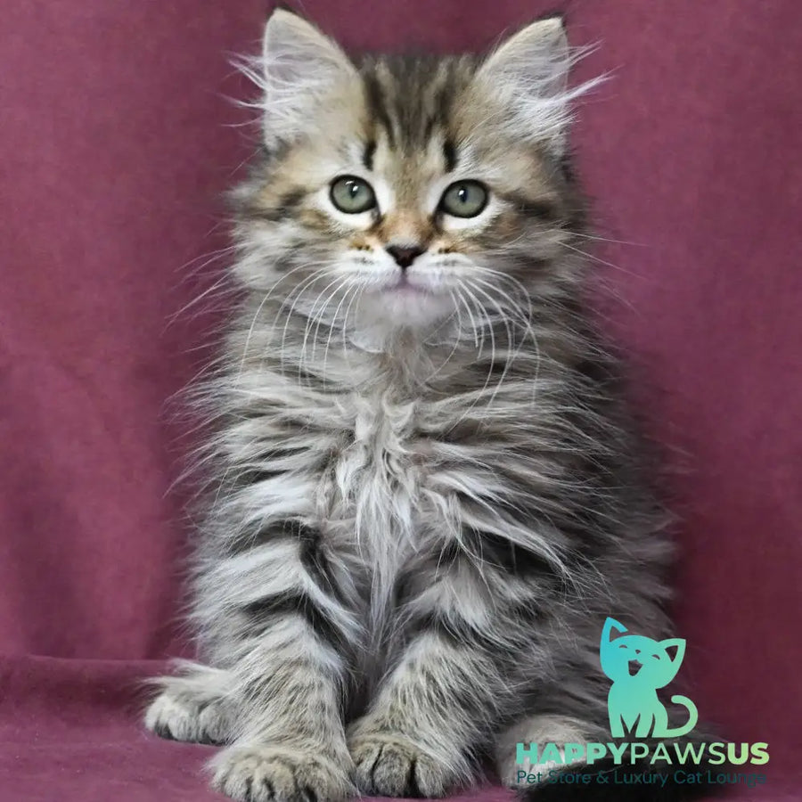 Iriska Siberian female black spotted tabby - live animals
