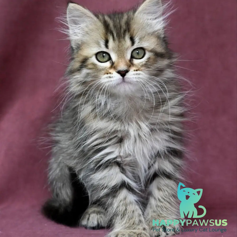 Iriska Siberian female black spotted tabby - live animals