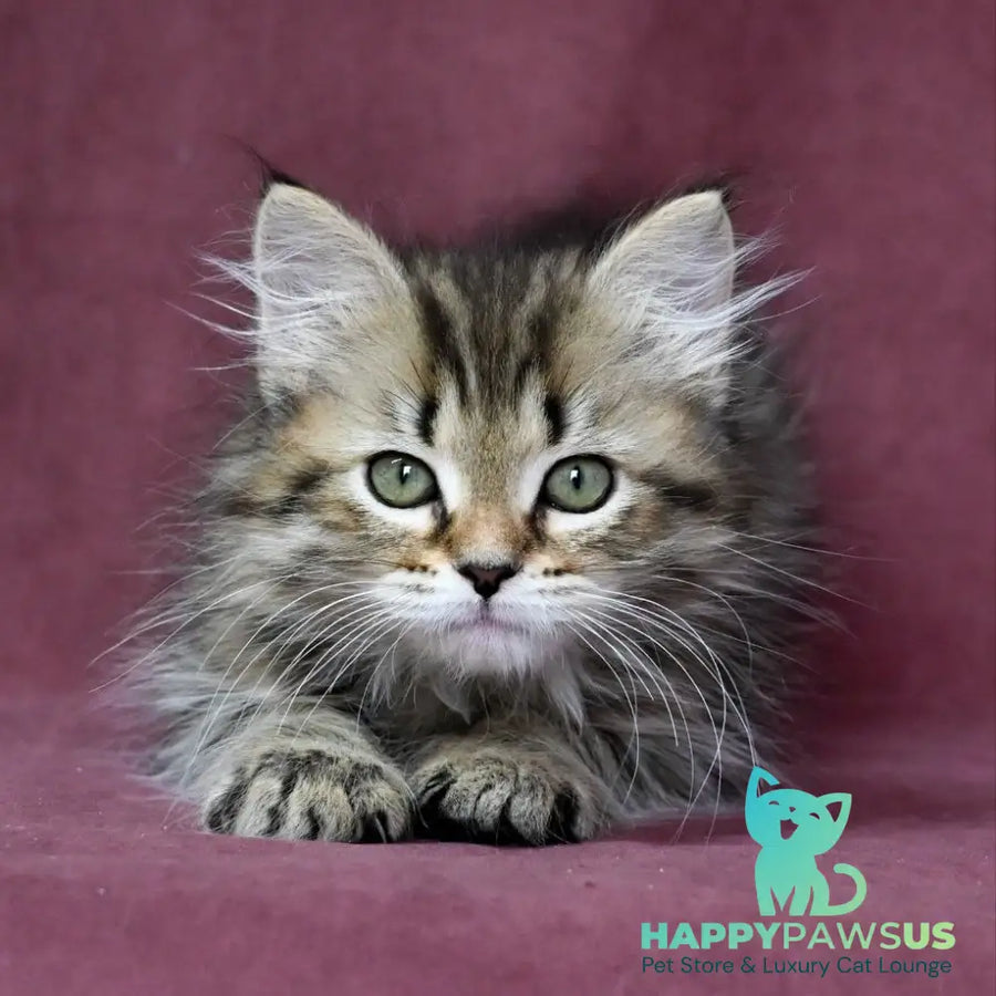 Iriska Siberian female black spotted tabby - live animals