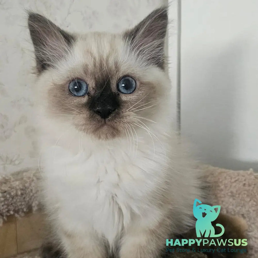 Iriska Siberian female black tabby pointed - live animals