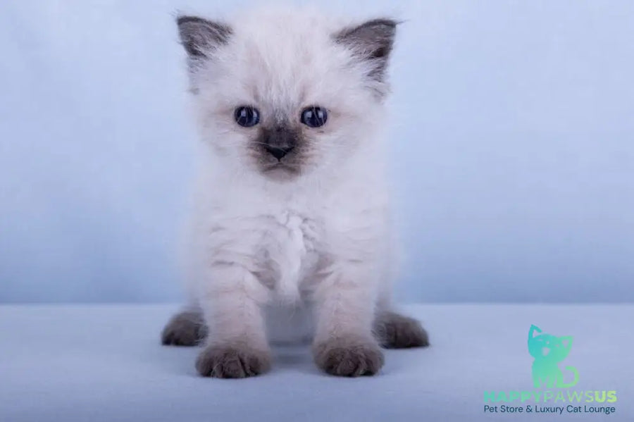 Iriska Siberian female black tabby pointed - live animals