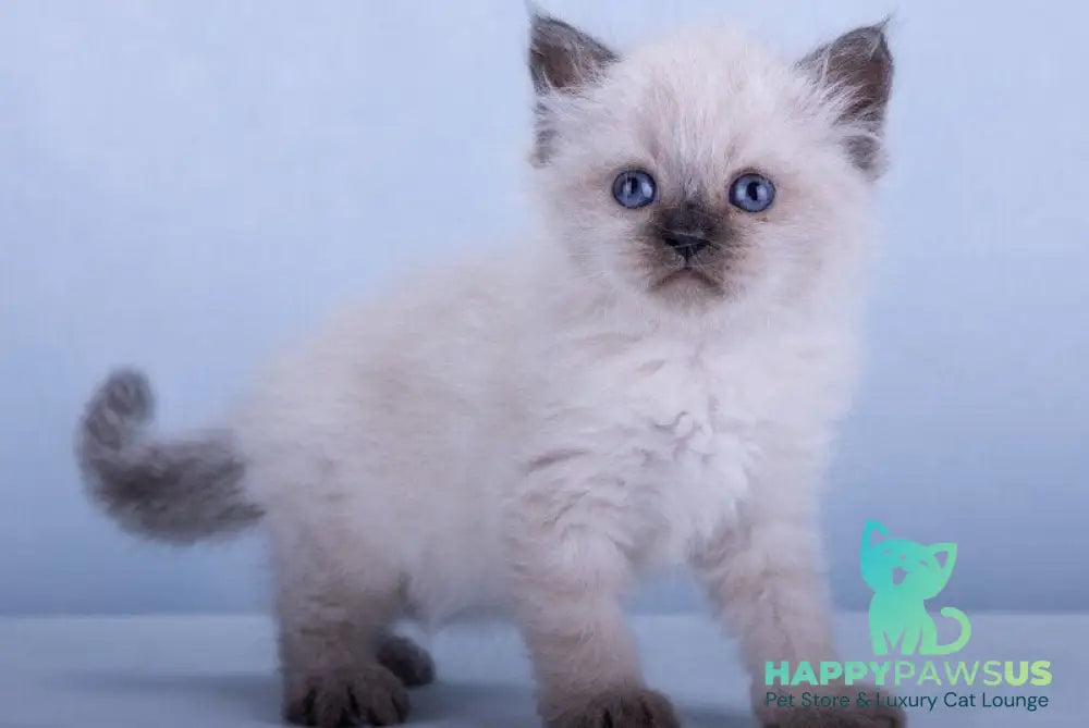 Iriska Siberian female black tabby pointed - live animals
