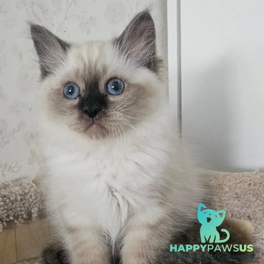 Iriska Siberian female black tabby pointed - live animals