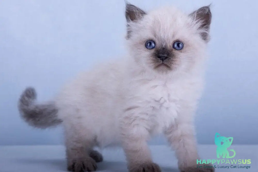 Iriska Siberian female black tabby pointed - live animals