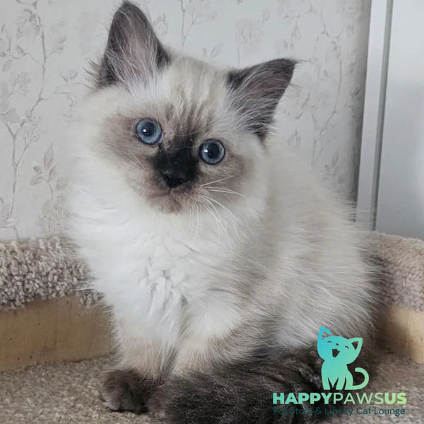 Iriska Siberian female black tabby pointed - live animals