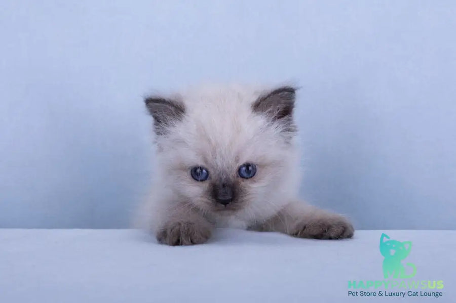 Iriska Siberian female black tabby pointed - live animals