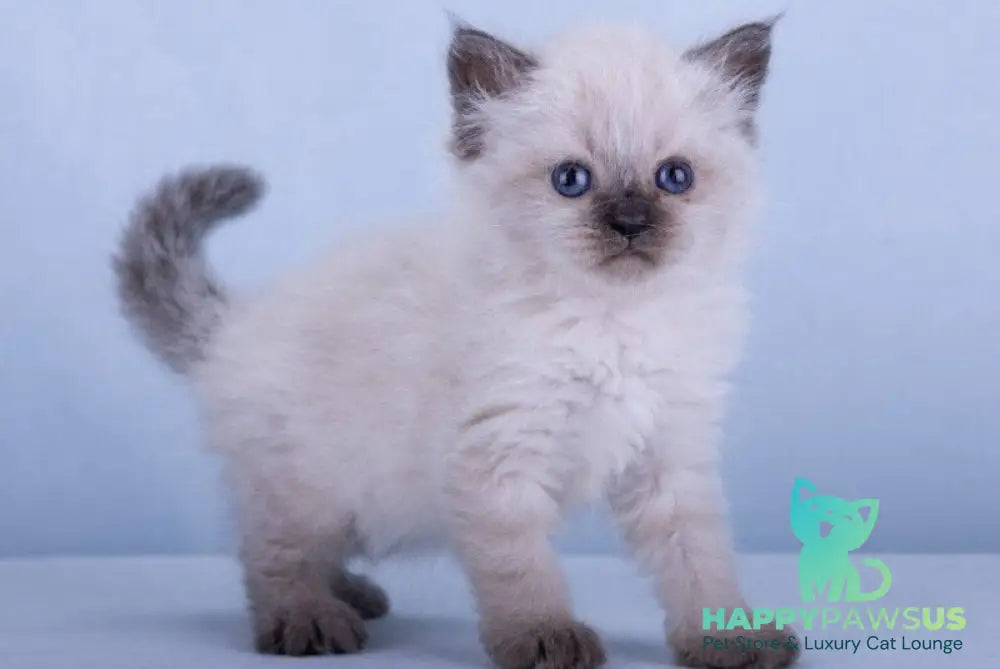 Iriska Siberian female black tabby pointed - live animals