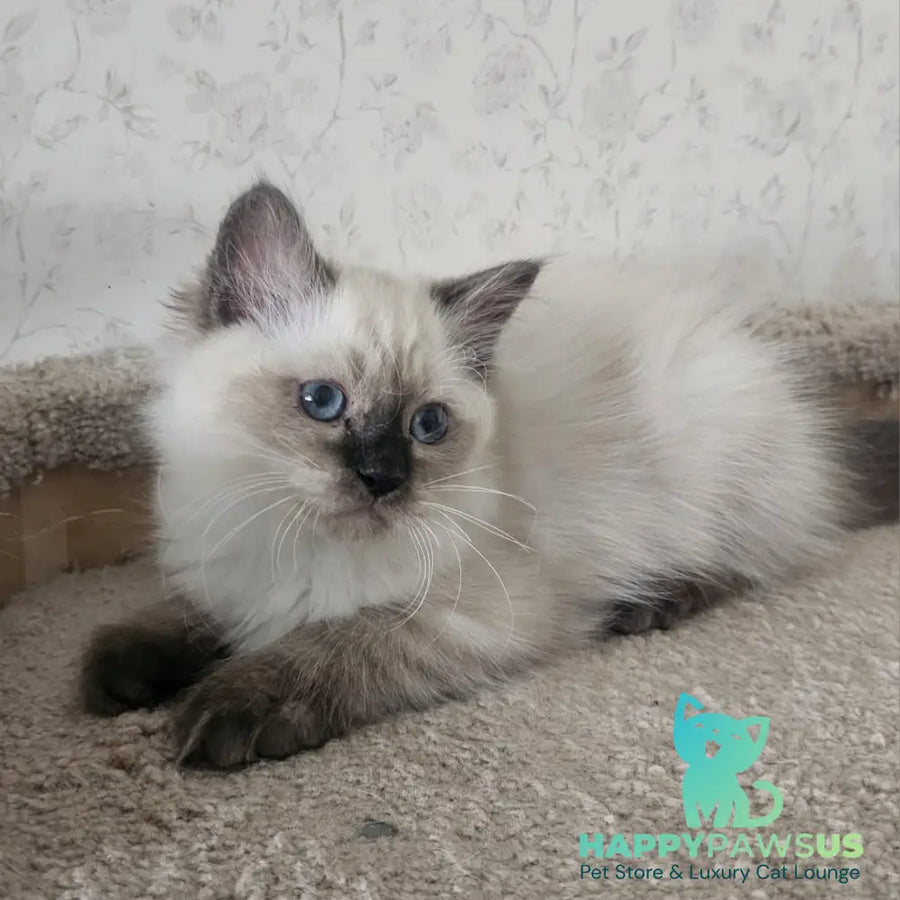 Iriska Siberian female black tabby pointed - live animals