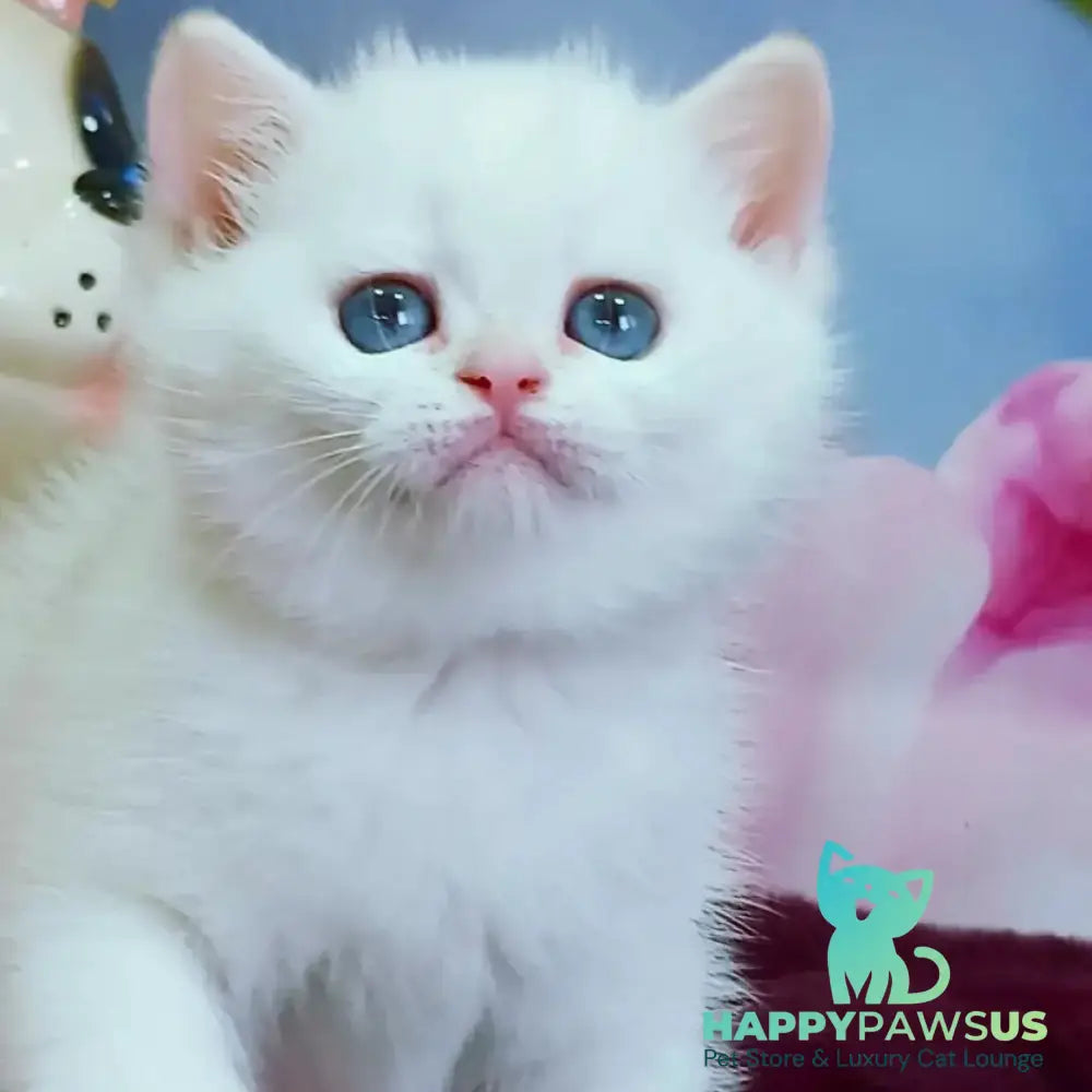 Irma British Shorthair female black golden shaded - live animals