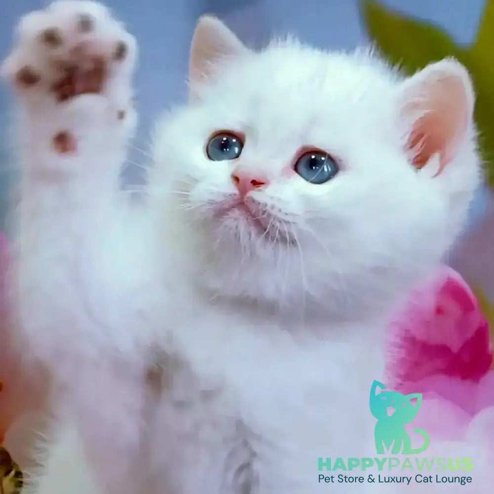 Irma British Shorthair female black golden shaded - live animals