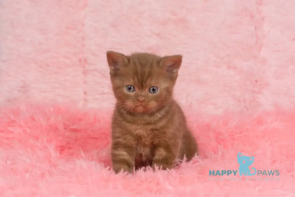 Irma British Shorthair female cinnamon live animals