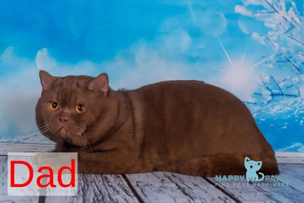 Irma British Shorthair female cinnamon live animals