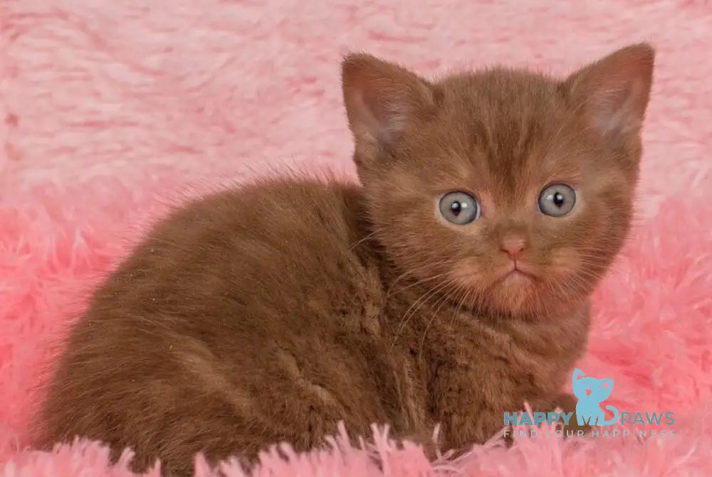 Irma British Shorthair female cinnamon live animals