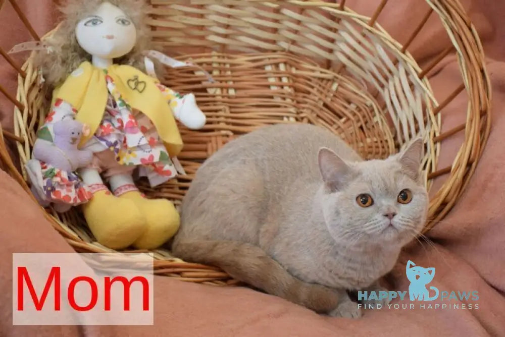 Irma British Shorthair female cinnamon live animals