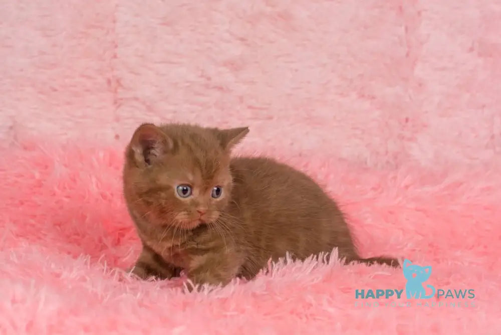 Irma British Shorthair female cinnamon live animals