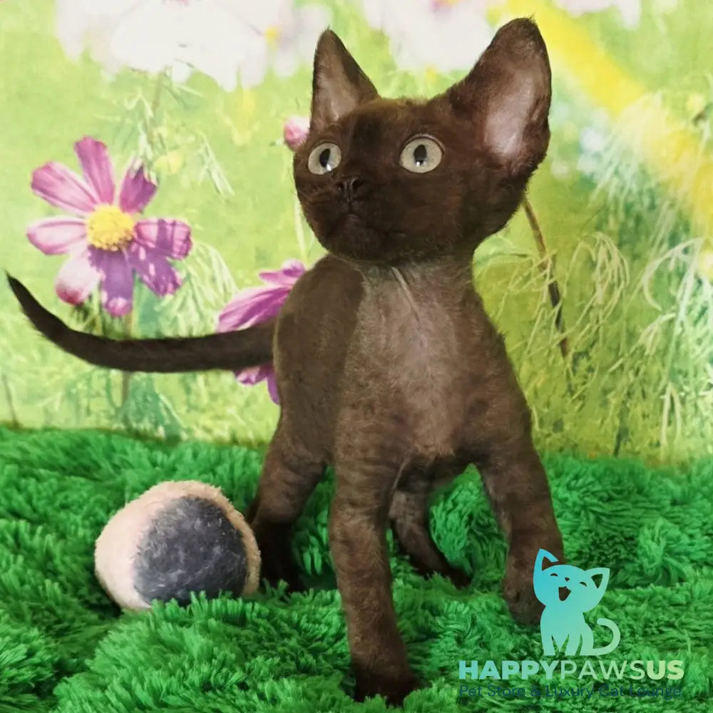 Irma Devon Rex female chocolate - live animals