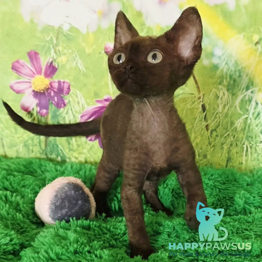 Irma Devon Rex female chocolate - live animals