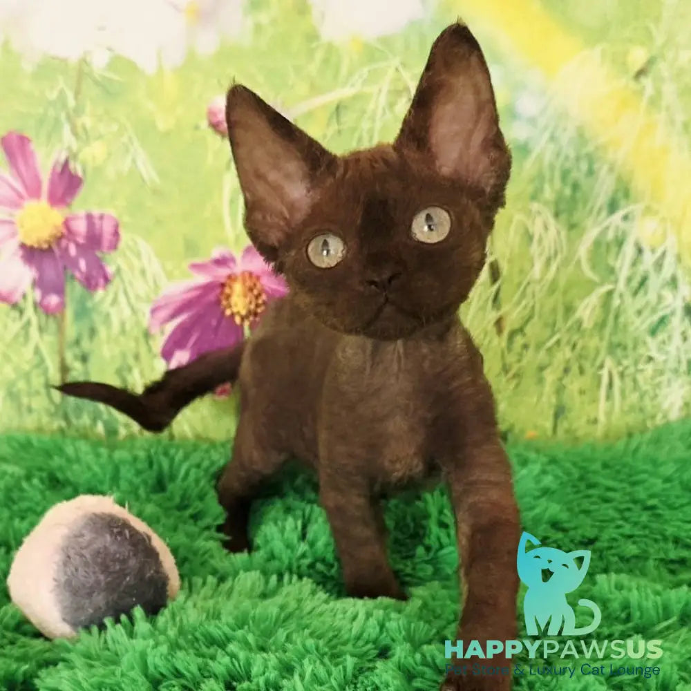 Irma Devon Rex female chocolate - live animals