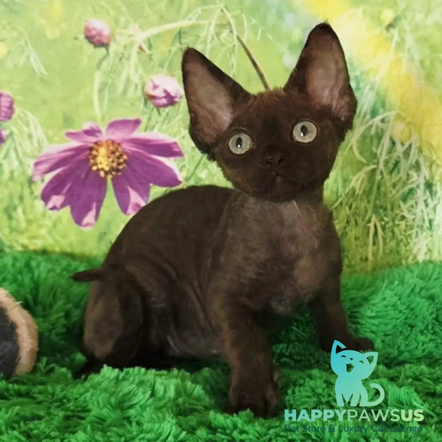 Irma Devon Rex female chocolate - live animals