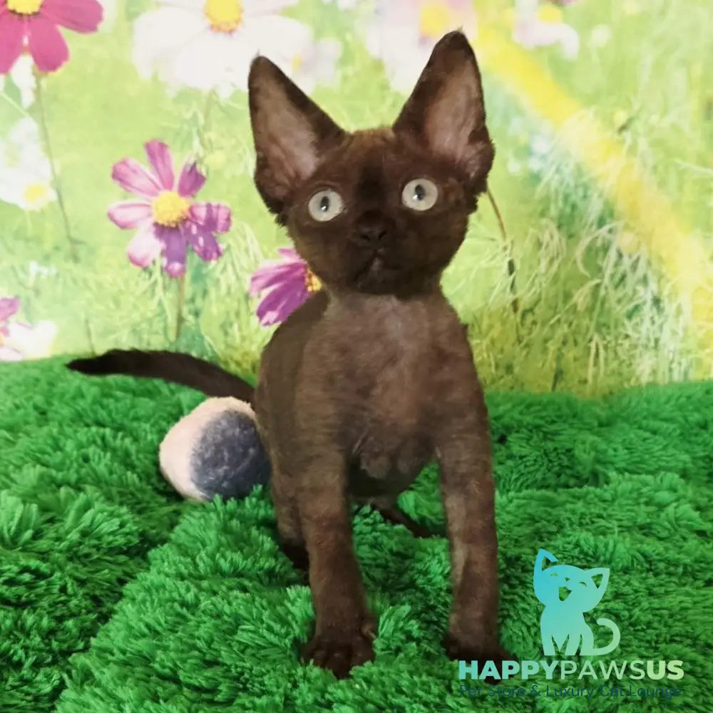 Irma Devon Rex female chocolate - live animals