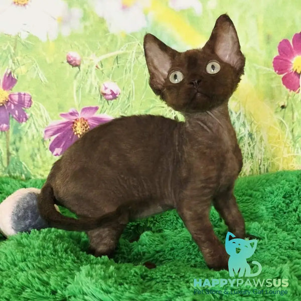 Irma Devon Rex female chocolate - live animals