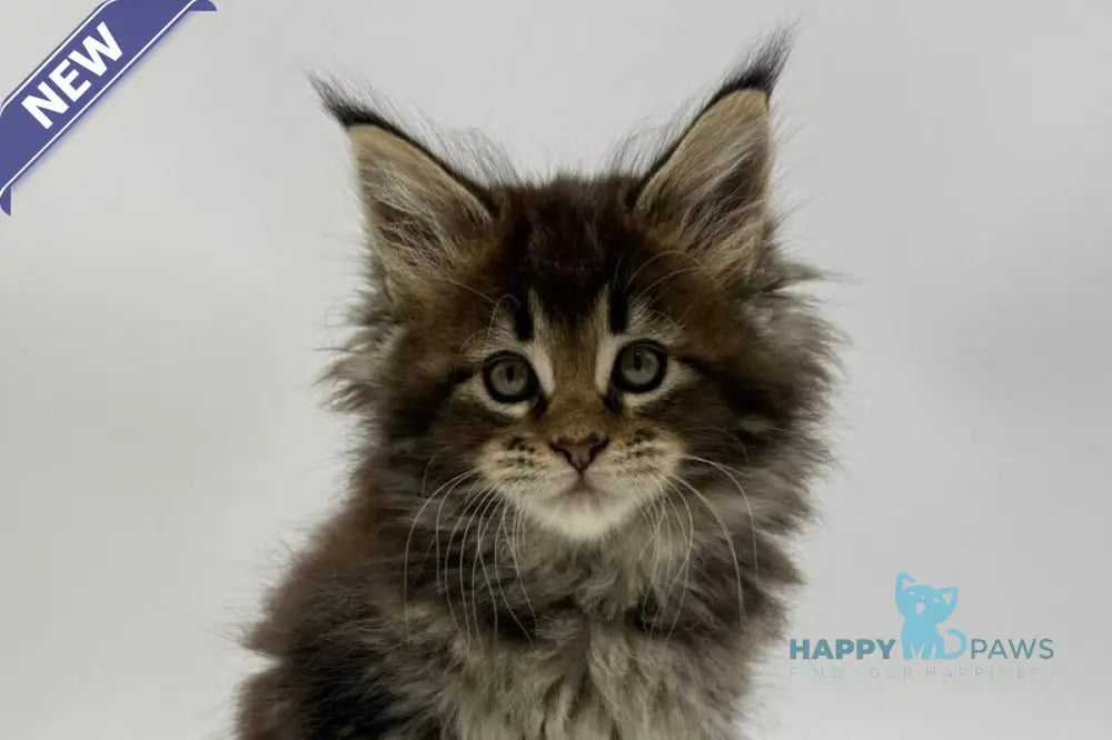 Irma Maine Coon female black tabby live animals