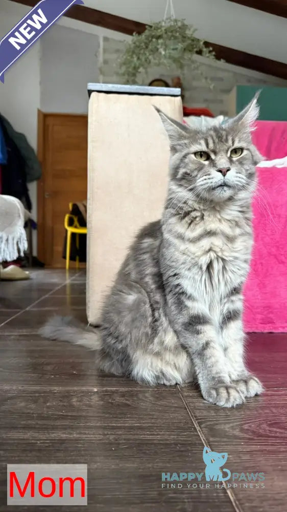 Irma Maine Coon female black tabby live animals