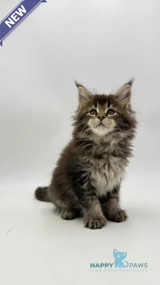 Irma Maine Coon female black tabby live animals