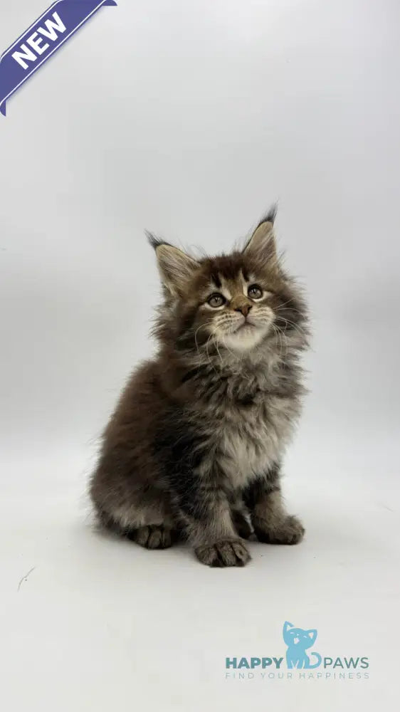 Irma Maine Coon female black tabby live animals